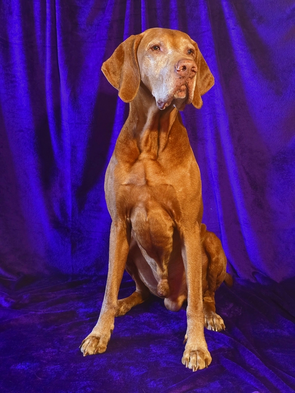 Maďarský ohař - důkladné vyčesání, koupel, milk spa s ozónem - salon pro psy Ostrava DOG MAX