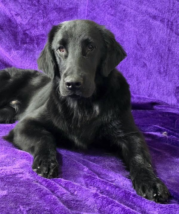 Flat coated retriever servis 7 mi měsíčního štěňátka