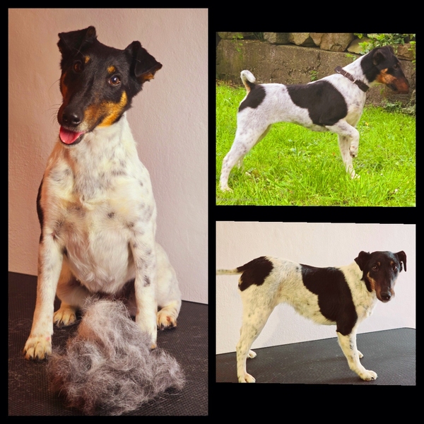 Foxteriér hladkosrstý, výstavní úprava. Psí salon dogmax Ostrava