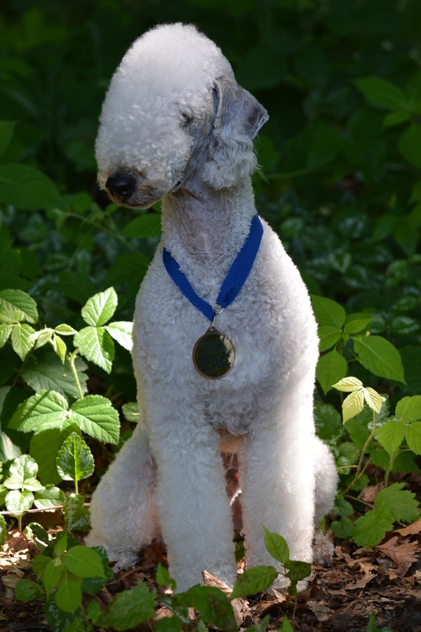 Bedlington teriér. První výstavní úprava psa, oceněn titulem čekatele šampiona krásy. Psí salon dogmax Ostrava