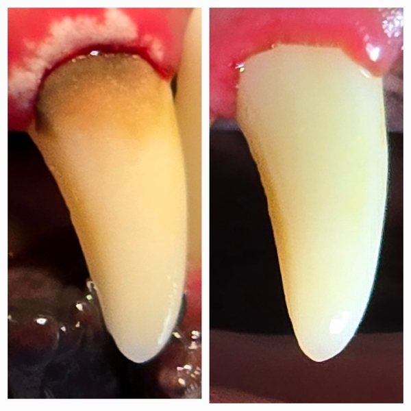 Dentální hygiena - čištění zubů. Včasným zásahem lze zabránit rozvoji vážných onemocnění zubů a dásní. Navracíme zdravý vzhled, snižujeme zápach z tlamy, snižujeme riziko kazu. Psí salon DOG MAX Ostrava