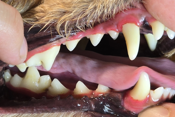 Dentální hygiena - čištění zubů. Zubní plak a kámen představují riziko pro vznik paradontózy, případně jiných vážných onemocnění zubů u psů. Salon pro psy DOGMAX Ostrava