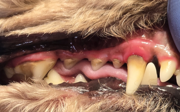 Dentální hygiena - čištění zubů. Zubní plak a kámen představují riziko pro vznik paradontózy, případně jiných vážných onemocnění zubů u psů. Psí salon dogmax Ostrava