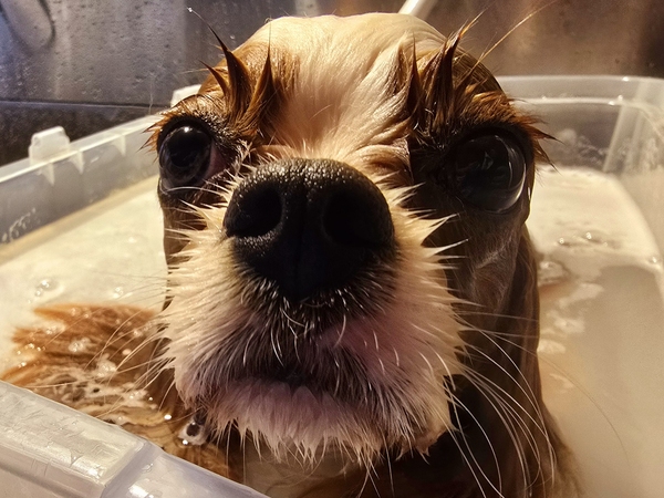 Kavalírek regenerační milk spa po prvním trimování v salónku DOG-MAX Ostrava