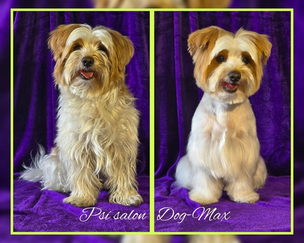 Biewer úprava na přání - salón pro psy DOG MAX Ostrava - stříhání psů Ostrava