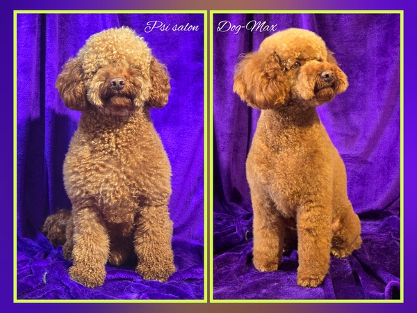 Maltipoo - úprava na přání