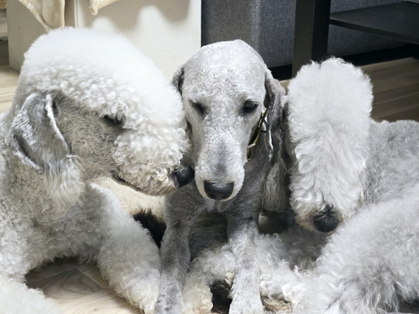 Bedlington teriér - dvě tváře jednoho plemene. Tyto ovečky mají cupovitou srst, která vůbec nelíná. Je však náročnější na údržbu