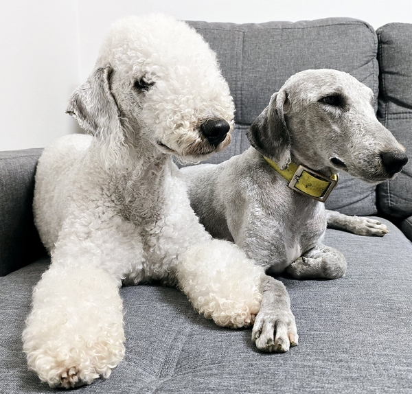 Bedlington teriér - dvě tváře jednoho plemene. Klasická úprava bedlingtona a krátký sestřih pro lovecké využití tohoto starého anglického plemene. Střihání psů Ostrava
