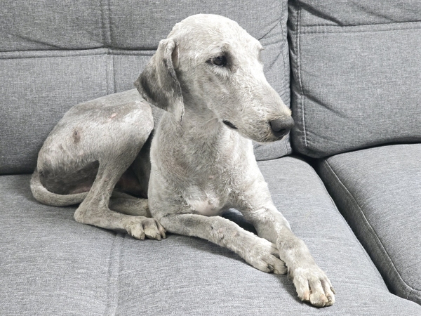 Bedlington teriér - dvě tváře jednoho plemene. Krátký sestřih ovečky odhalí tělo chrta (vliv vipeta při vzniku tohoto plemene)