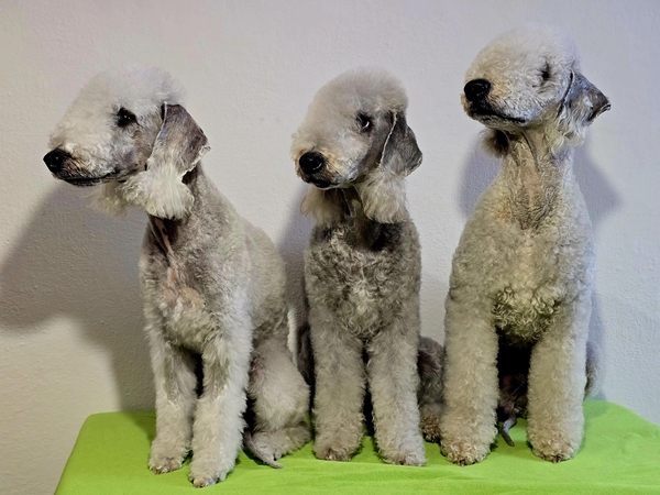 Bedlington teriér. Jedno z plemen mé chovatelské stanice Amparador