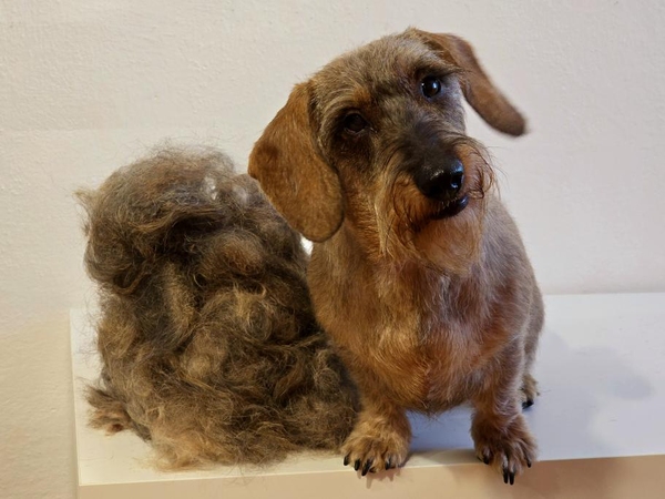 Jezevčík drsnosrstý standardní - první trimování pětileté feny. Pravidelná úprava trimováním pomůže k obnovení kvality srsti. Salon DOG MAX