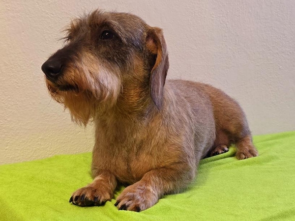 Jezevčík drsnosrstý standardní - první trimování pětileté feny. Pravidelná úprava trimováním pomůže k obnovení kvality srsti. Salon pro psy DOG MAX