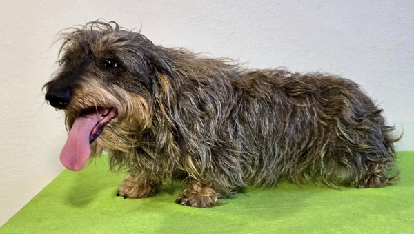 Jezevčík drsnosrstý standardní - první trimování pětileté feny. Pravidelná úprava trimováním pomůže k obnovení kvality srsti. Salon DOG MAX