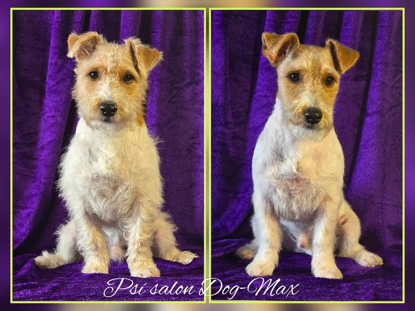 Jack Russell Teriér trimování salón pro psy Ostrava