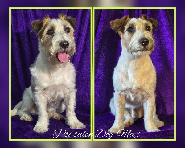 Jack Russell Teriér 11let, trimování - salón pro psy DOG MAX Ostrava