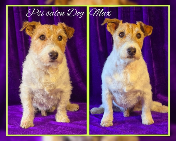Trimování Jack Russell teriéra 14let v salónku pro psy DOG-MAX Ostrava
