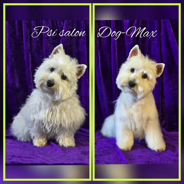 West Highland White Teriér trimování psí salón DOG-MAX Ostrava