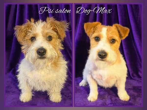 Jack Russel teriér - trimování