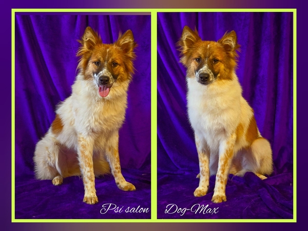 Ošetření proti línání - psí salon DOG-MAX Ostrava