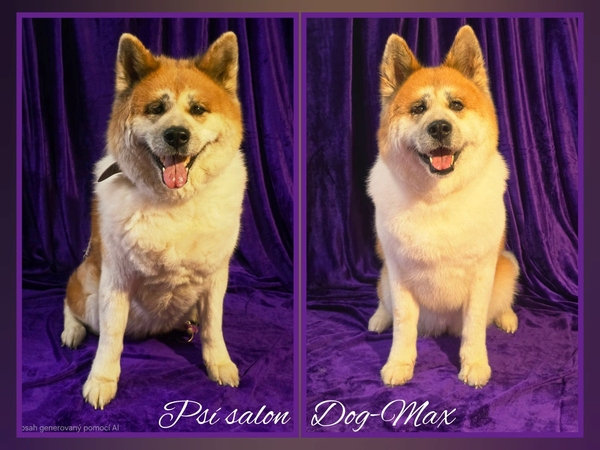 Akita Inu po řádném vyčesání 